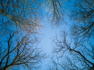 Looking up at trees in a forest in winter. Blue sky background