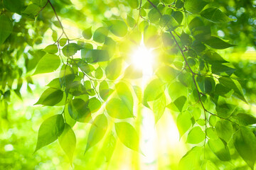 Fototapeta sunshine leaves obraz