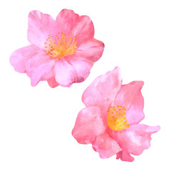 Fototapeta na wymiar ピンク色のサザンカの花。水彩風背景透過イラスト。