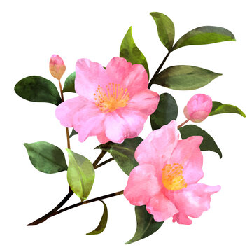 山茶花 の画像 4 992 件の Stock 写真 ベクターおよびビデオ Adobe Stock