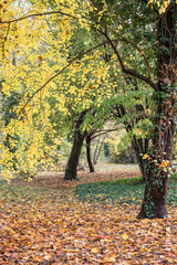 Beautiful autumn landscape with yellow trees. Colorful foliage in the park. Falling leaves natural background