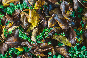 Leaves lying on the ground in the autumn damp forest. Falling leaves from various trees in autumn beautifully cover the forest floor.