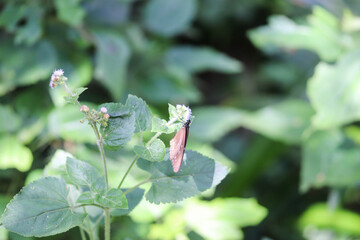 Obraz premium Insects in the Forest