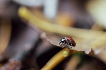 Macro closeup of a ladybug on a brown leaf. Coccinella septempunctata, the seven-spot ladybird close-up.
