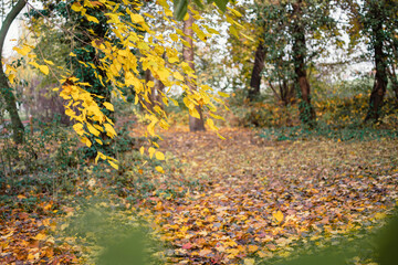 Beautiful autumn landscape with yellow trees. Colorful foliage in the park. Falling leaves natural background