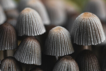 Close-up of mushrooms in the autumn forest.