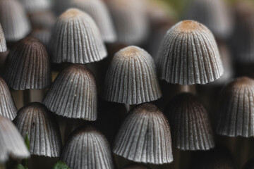 Close-up of mushrooms in the autumn forest.