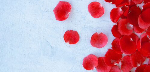 banner with flat lay with red rose petals on white textured background with space for text. soft focus. copy space