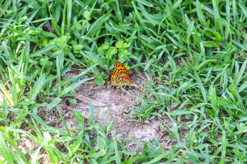 Insects in the Forest