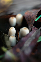 Close-up of mushrooms in the autumn forest.
