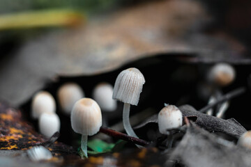 Close-up of mushrooms in the autumn forest.