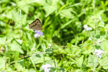 Insects in the Forest