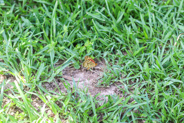 Fototapeta premium Insects in the Forest