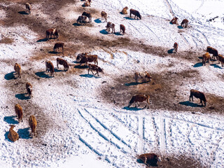 Aerial shot of dairy cattle cows grazing on pasture land covered in snow in winter at mountain...