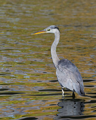 Vertical image of a stunning grey heron or great heron (Ardea cinerea) standing in the water. Water...