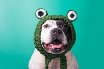 a dog in a funny frog hat. Fashionable funny animal