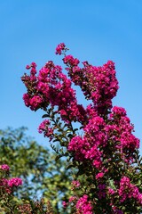 Close-up of pink inflorescences. Beautiful pink flowers in inflorescences on myrtle tree (Lagerstroemia indica) against blue summer sky. Selective focus. Nature concept for design.