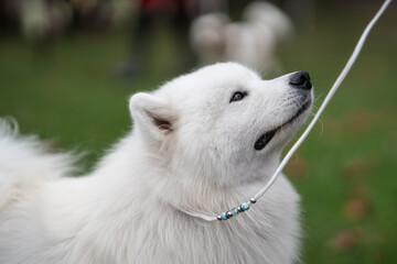 Samoyed dog dog exhibition photo