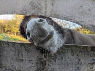 muzzle of a curious donkey
