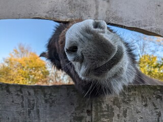 curious donkey
