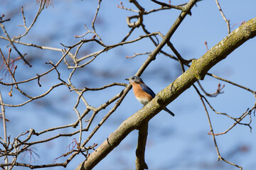Eastern bluebird perched in a tree against a clear blue sky 
