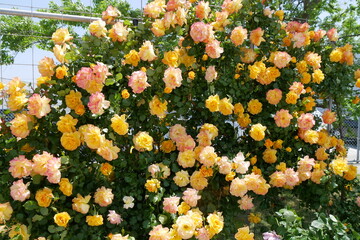 黄色と白とピンクの薔薇たち