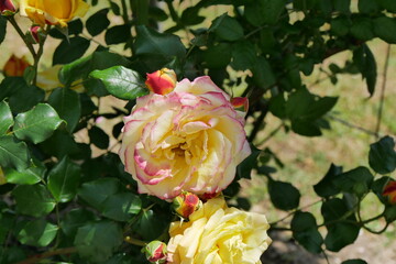 黄色とピンクの薔薇