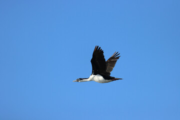 seabird flying in the Beagle Channel