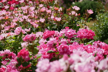 咲き乱れるピンクの薔薇