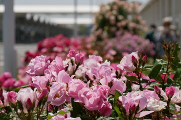 上を向くピンクの薔薇