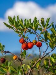 Strawberry tree or shrub ripe and unripe fruits Maginja