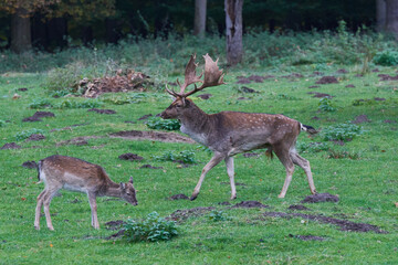 Fototapeta premium Damwild Herde im Herbst 