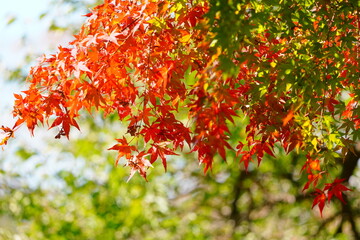 紅葉