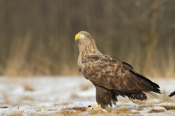 Majestic predator White-tailed eagle, Haliaeetus albicilla in Poland wild nature