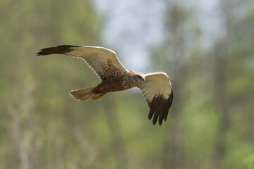 Flying Birds of prey Marsh harrier Circus aeruginosus, hunting time Poland Europe