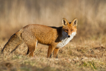 Fox Vulpes vulpes in autumn scenery, Poland Europe, animal walking among autumn, winter meadow	
