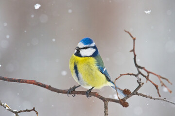 Bird - Blue Tit Cyanistes caeruleus perched on tree