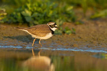 Bird Charadrius dubius, Little Ringed Plover on blurred background