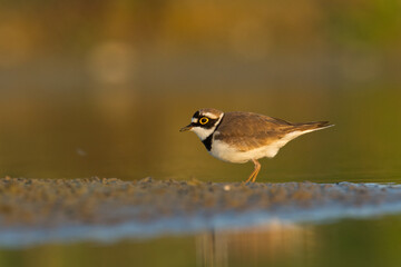 Bird Charadrius dubius, Little Ringed Plover on blurred background