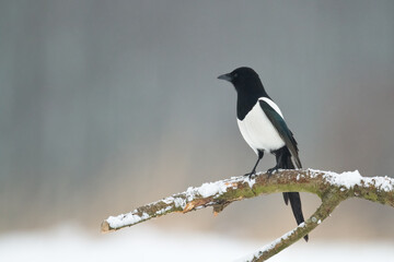 The Eurasian Magpie or Common Magpie or Pica pica on the branch with colorful background, winter time