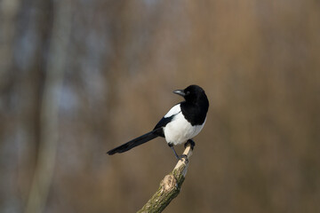 The Eurasian Magpie or Common Magpie or Pica pica on the branch with colorful background, winter time