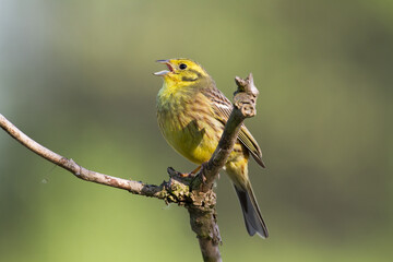 yellowhammer Emberiza citrinella on the branch amazing warm light sunset sundown