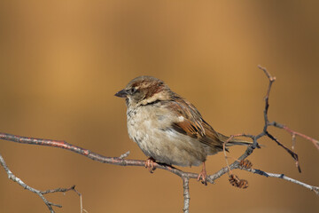 Bird - House sparrow Passer domesticus sitting on the branch