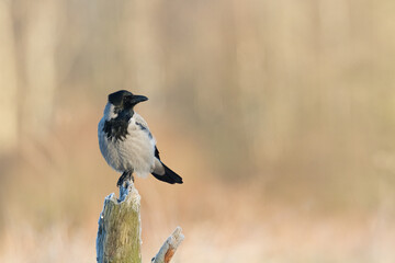 Bird - Hooded crow Corvus cornix in amazing warm background Poland Europe