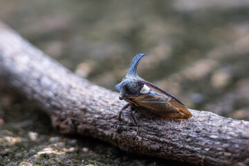 Centrotus cornutus is a species of leafhopper in the family Membracidae