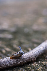 Centrotus cornutus is a species of leafhopper in the family Membracidae