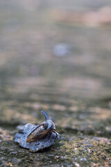 Centrotus cornutus is a species of leafhopper in the family Membracidae