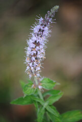 wild mint flower