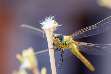 The vagrant darter (Sympetrum vulgatum) dragonfly