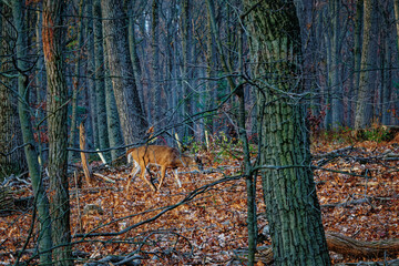 A very healthy 8-point buck is in the woods in Hershey PA this beautiful Autumn Morning.  Buck is on the trail of 2 Does that passed through just minutes earlier.